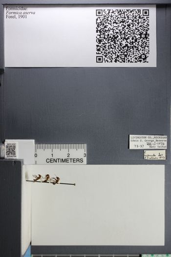 Media type: image;   Entomology 546744